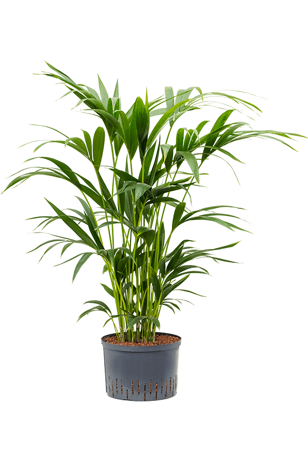 Hydroplant Kentia (Howea) Forsteriana