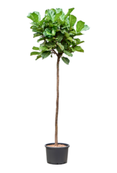 Hydroplant Ficus Lyrata