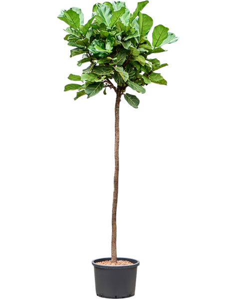 Hydroplant Ficus