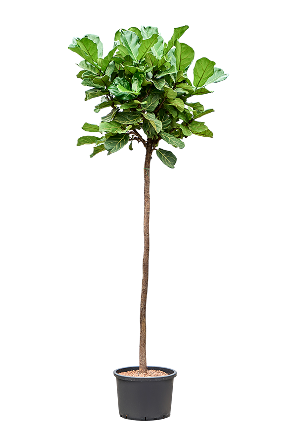 Hydroplant Ficus Lyrata