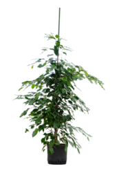 Hydroplant Ficus Benjamina Exotica