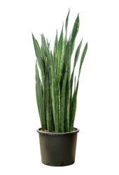 Hydroplant Sansevieria Trifasciata Black Tiger