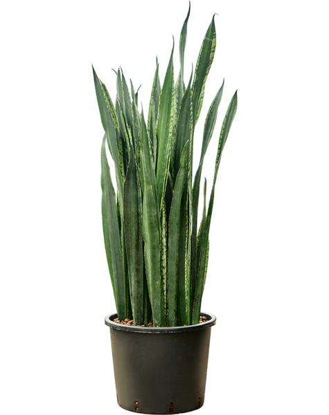 Hydroplant Sansevieria