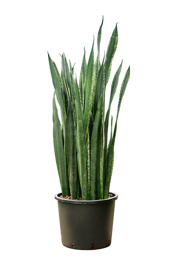 Hydroplant Sansevieria Trifasciata Black Tiger