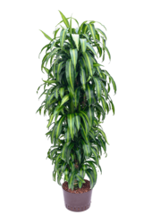 Hydroplant Dracaena Fragrans Hawaiian Sunshine