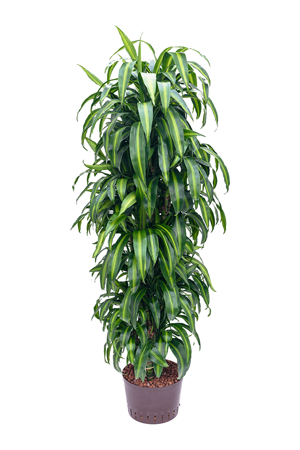 Hydroplant Dracaena Fragrans Hawaiian Sunshine