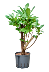 Hydroplant Ficus Cyathistipula