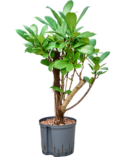 Hydroplant Ficus