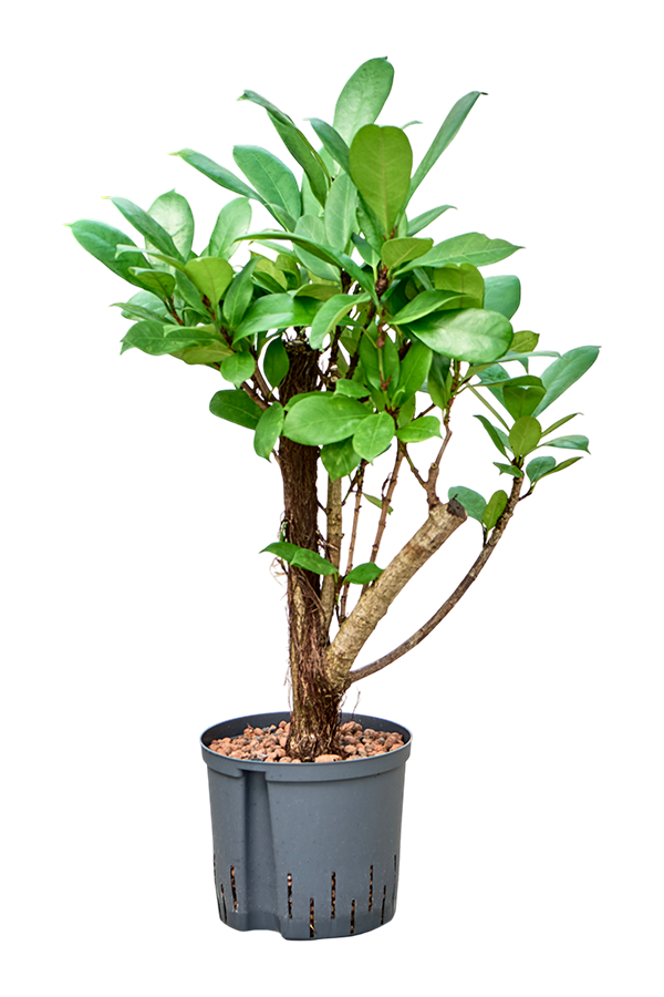 Hydroplant Ficus Cyathistipula