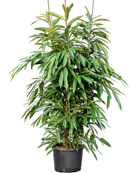 Hydroplant Ficus