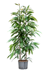Hydroplant Ficus Binnendijkii Amstel King