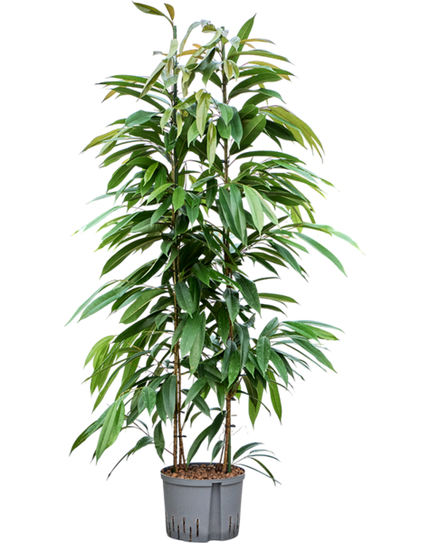 Hydroplant Ficus
