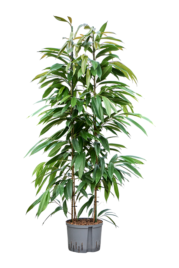 Hydroplant Ficus Binnendijkii Amstel King