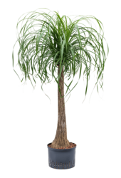 Hydroplant Beaucarnea Recurvata