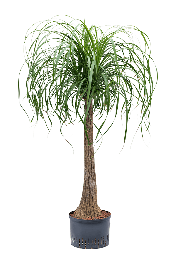 Hydroplant Beaucarnea Recurvata