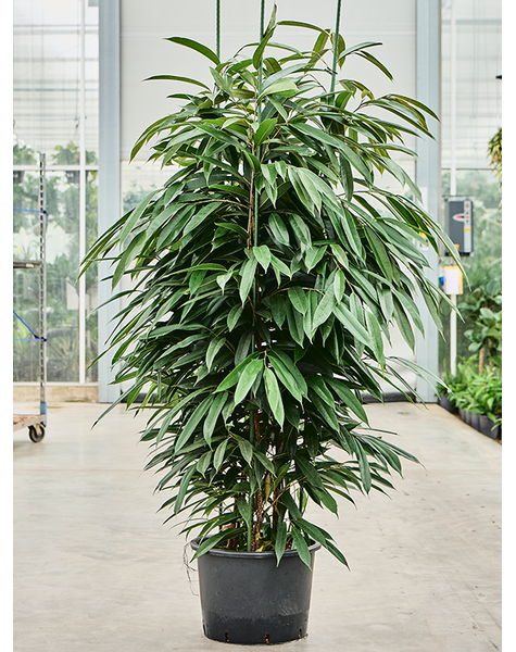 Hydroplant Ficus