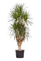 Hydroplant Dracaena Marginata