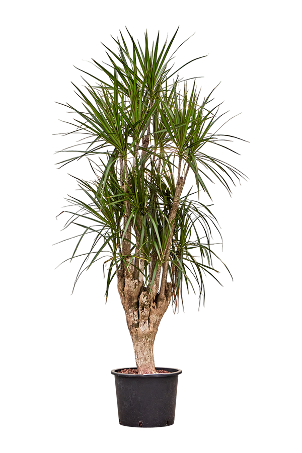Hydroplant Dracaena Marginata