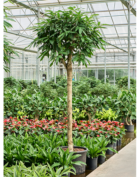 Hydroplant Ficus