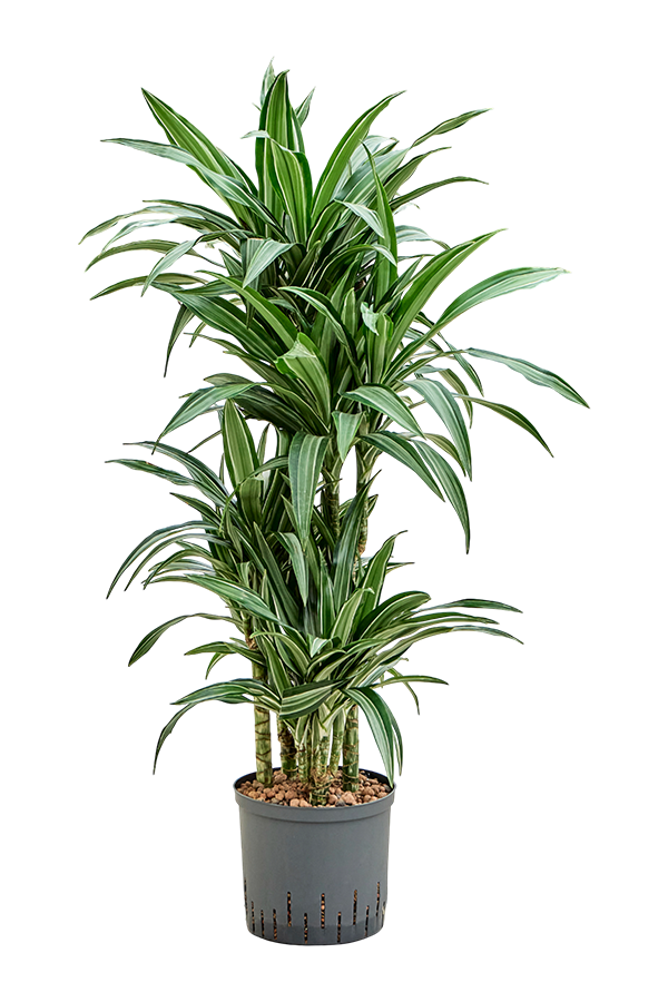 Hydroplant Dracaena Fragrans Ulises