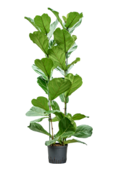 Hydroplant Ficus Lyrata