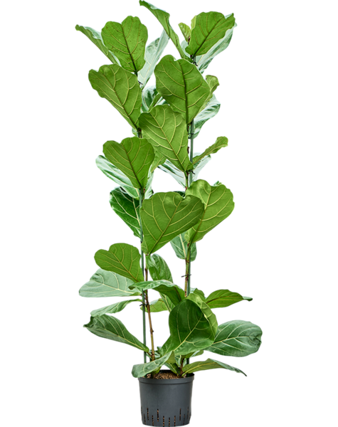 Hydroplant Ficus