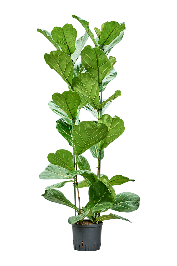 Hydroplant Ficus Lyrata