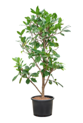 Hydroplant Ficus Cyathistipula