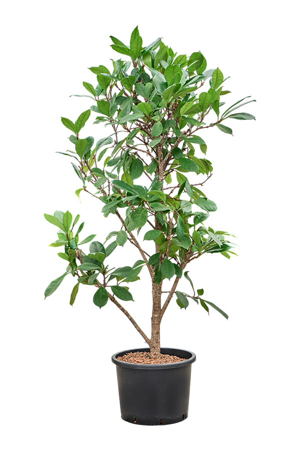 Hydroplant Ficus Cyathistipula
