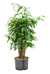 Hydroplant Dracaena Surculosa