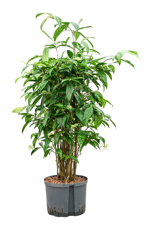 Hydroplant Dracaena Surculosa