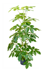 Hydroplant Schefflera Actinophylla Amate