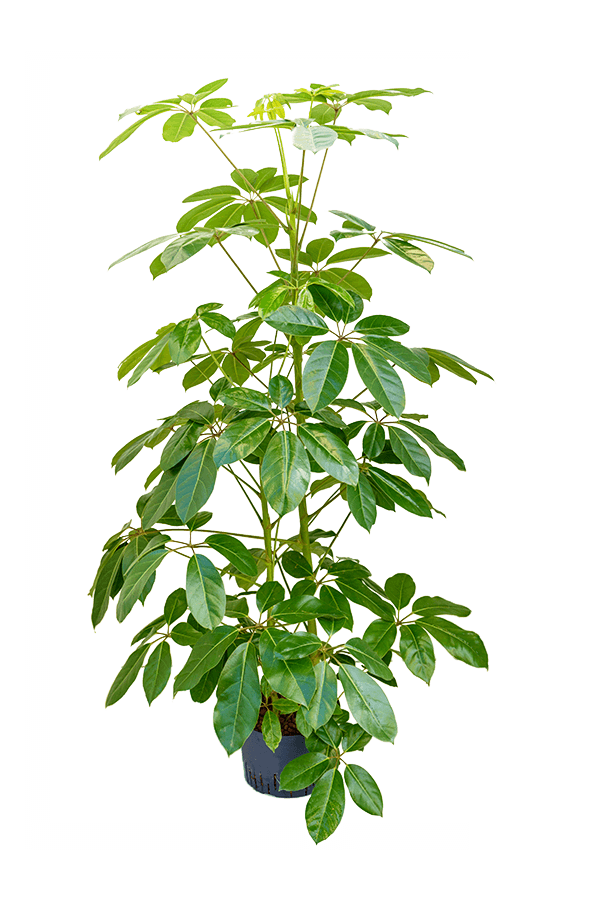 Hydroplant Schefflera Actinophylla Amate