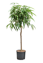 Hydroplant Ficus Binnendijkii Alii
