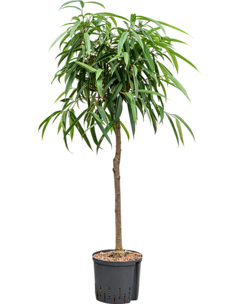 Hydroplant Ficus