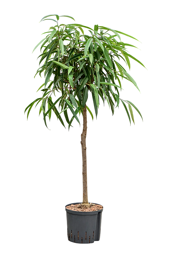 Hydroplant Ficus Binnendijkii Alii