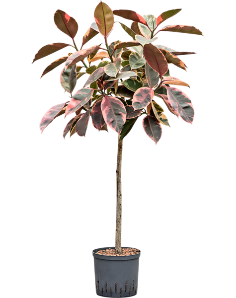 Hydroplant Ficus