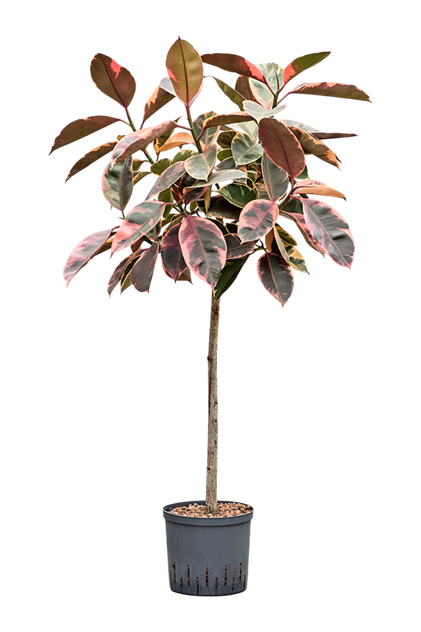 Hydroplant Ficus Elastica Belize