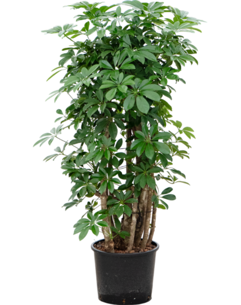 Hydroplant Schefflera