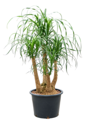 Hydroplant Beaucarnea Recurvata