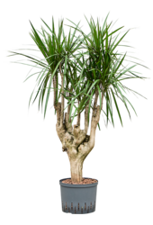 Hydroplant Dracaena Marginata