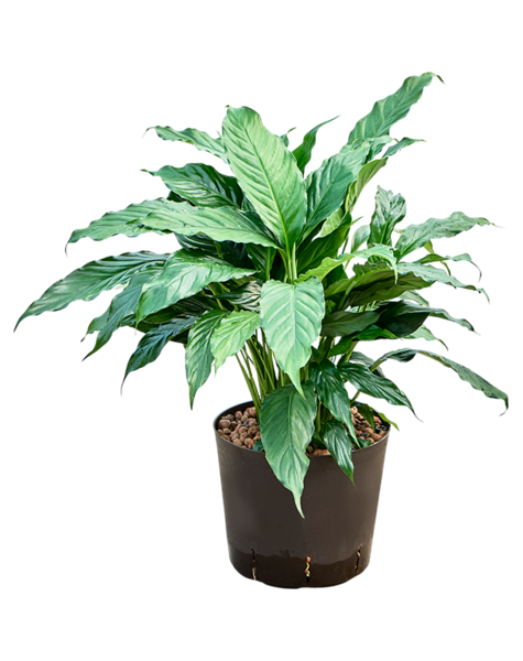 Hydroplant Spathiphyllum