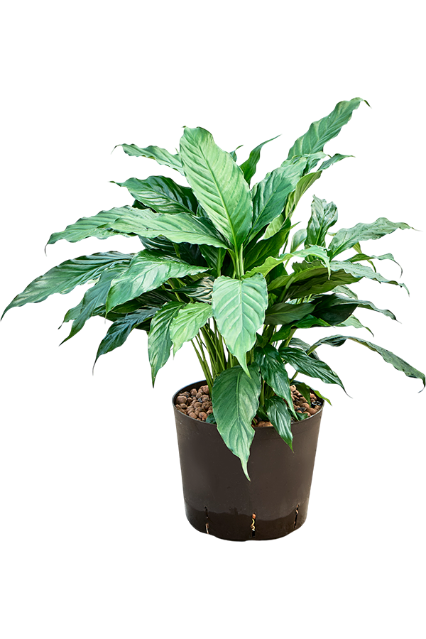 Hydroplant Spathiphyllum Hybriden