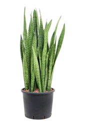 Hydroplant Sansevieria Zeylanica