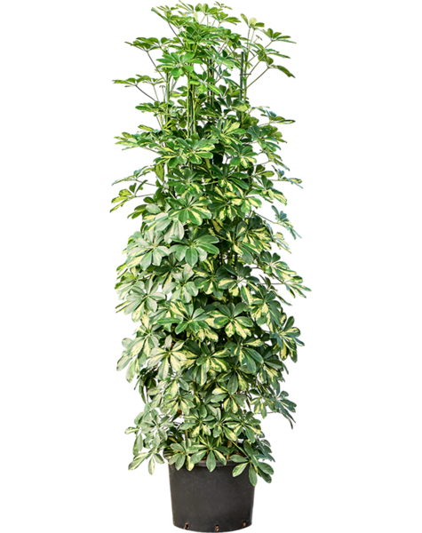 Hydroplant Schefflera