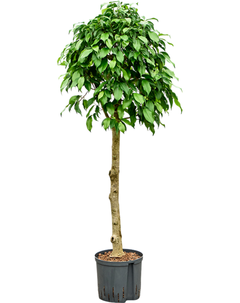 Hydroplant Ficus