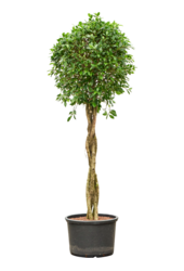 Hydroplant Ficus Microcarpa ‘Nitida’