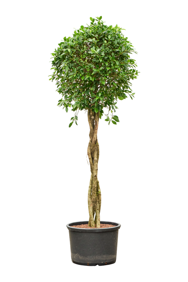 Hydroplant Ficus Microcarpa ‘Nitida’