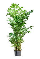 Hydroplant Caryota Mitis