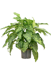 Hydroplant Dieffenbachia Spotty